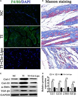 Exosomes From M2 Macrophage Promote Peritendinous Fibrosis Posterior Tendon Injury via the MiR-15b-5p/FGF-1/7/9 Pathway by Delivery of circRNA-Ep400
